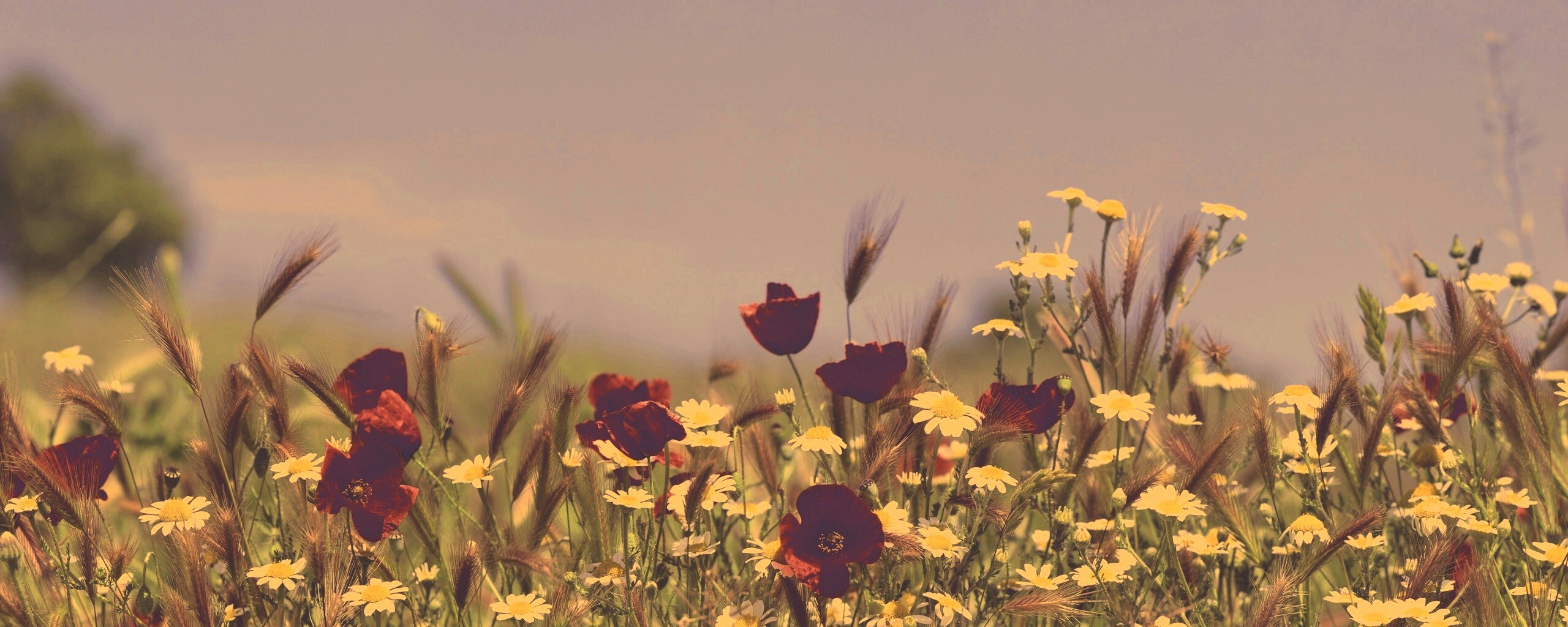 Цветы в поле обои