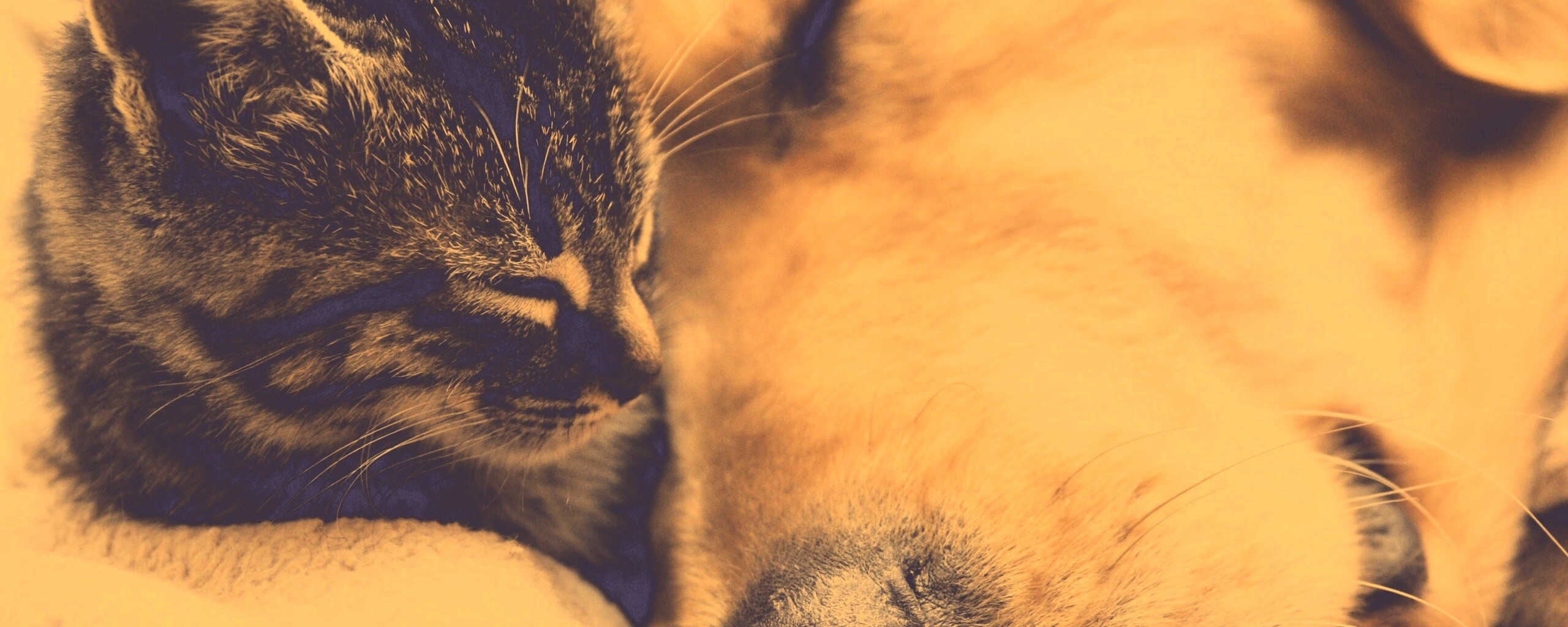 Кошка спит с собакой обои