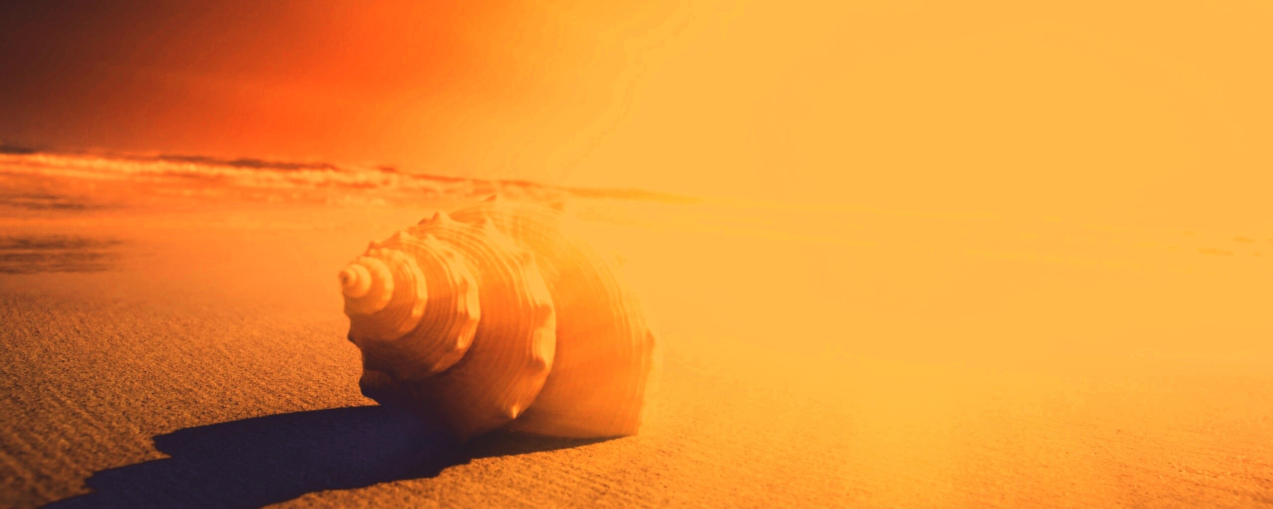 Золотистая ракушка обои