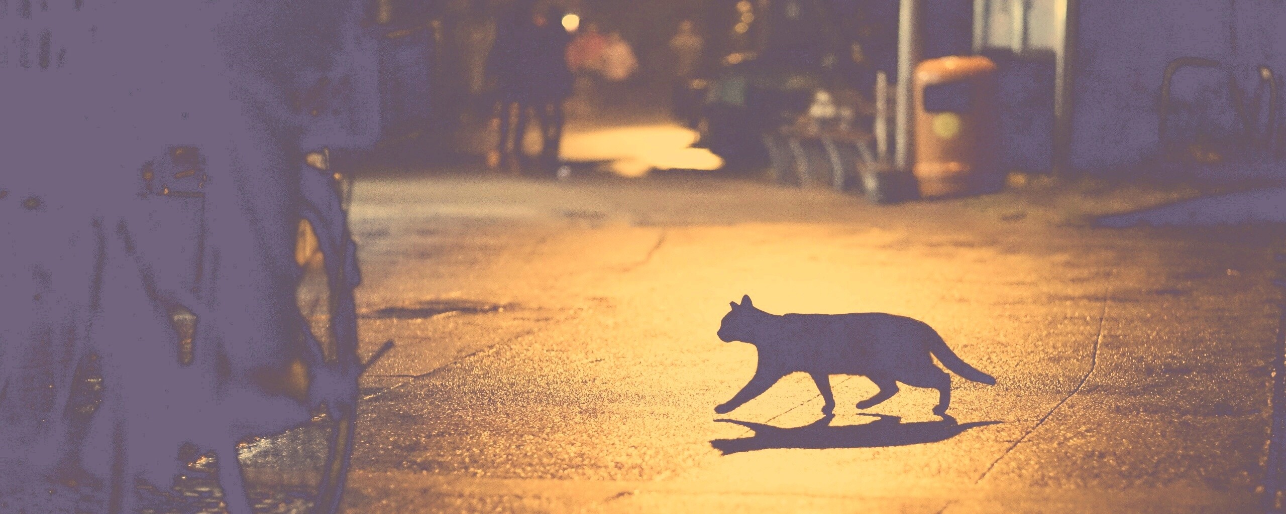 Кошка на ночной улице обои