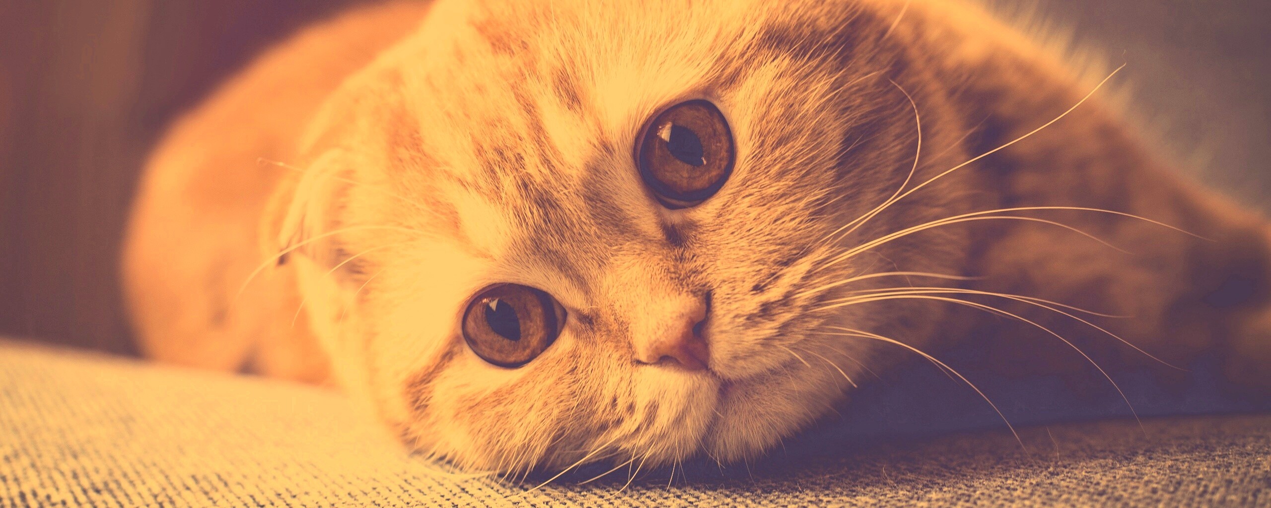 Скоттиш фолд рыжий обои