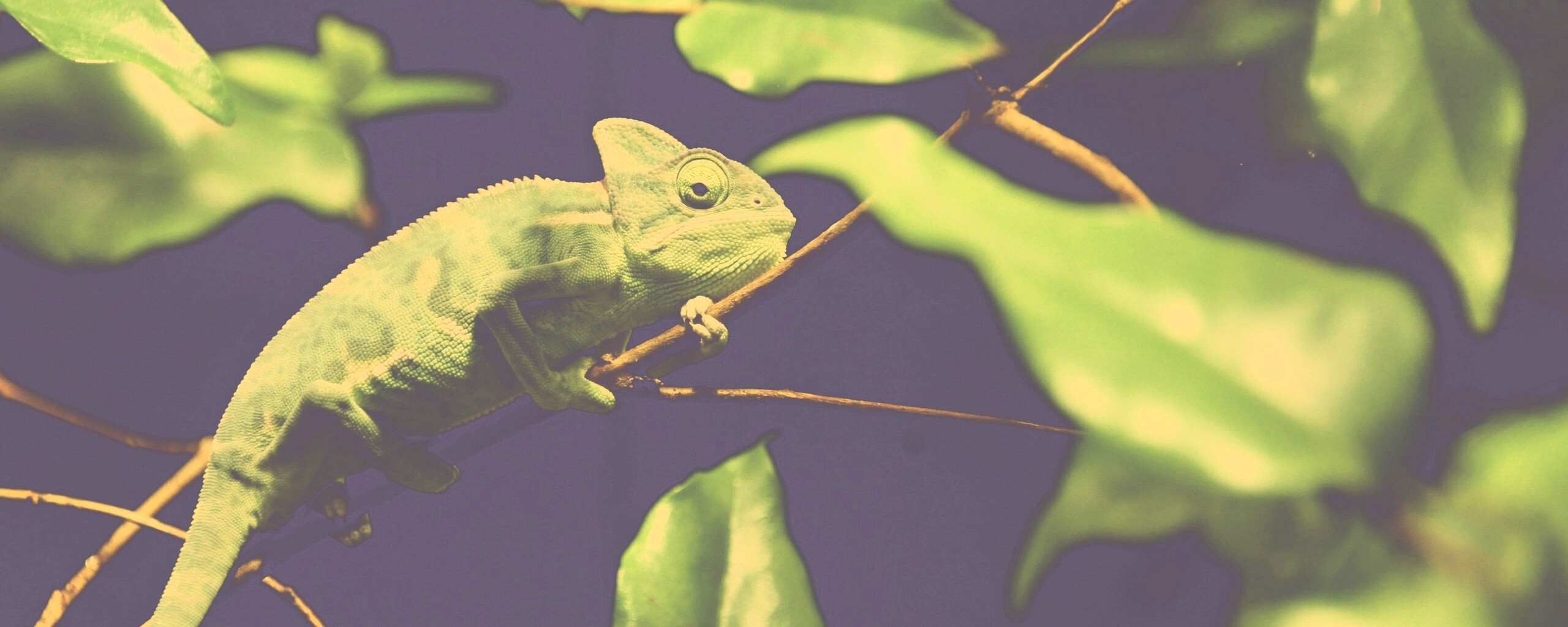 Хамелеон в листве обои
