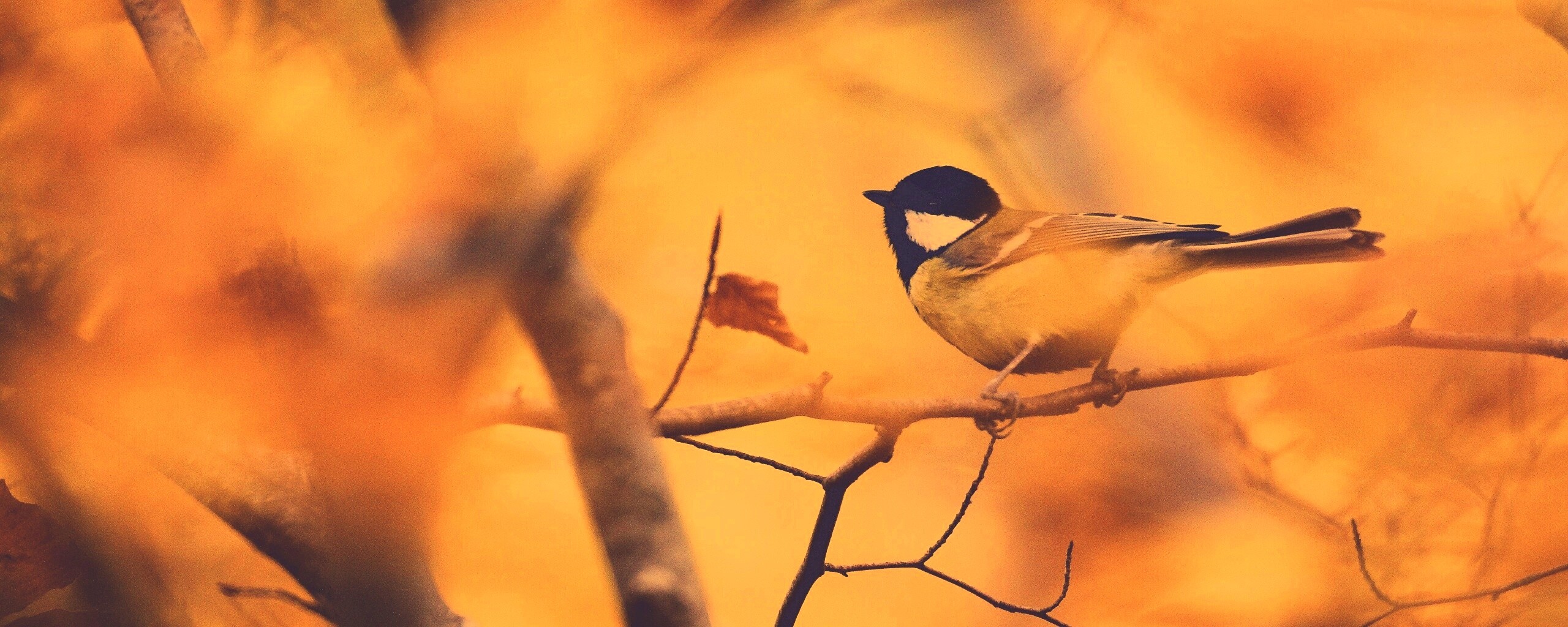 Синичка в желтой листве обои