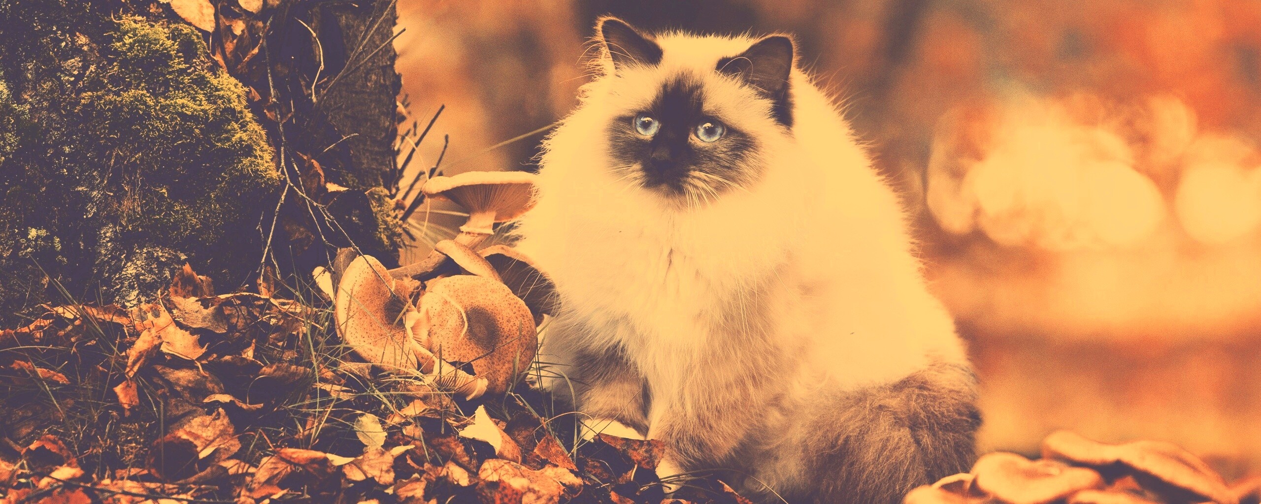 Пушистый кот среди пожелтевшей листвы обои