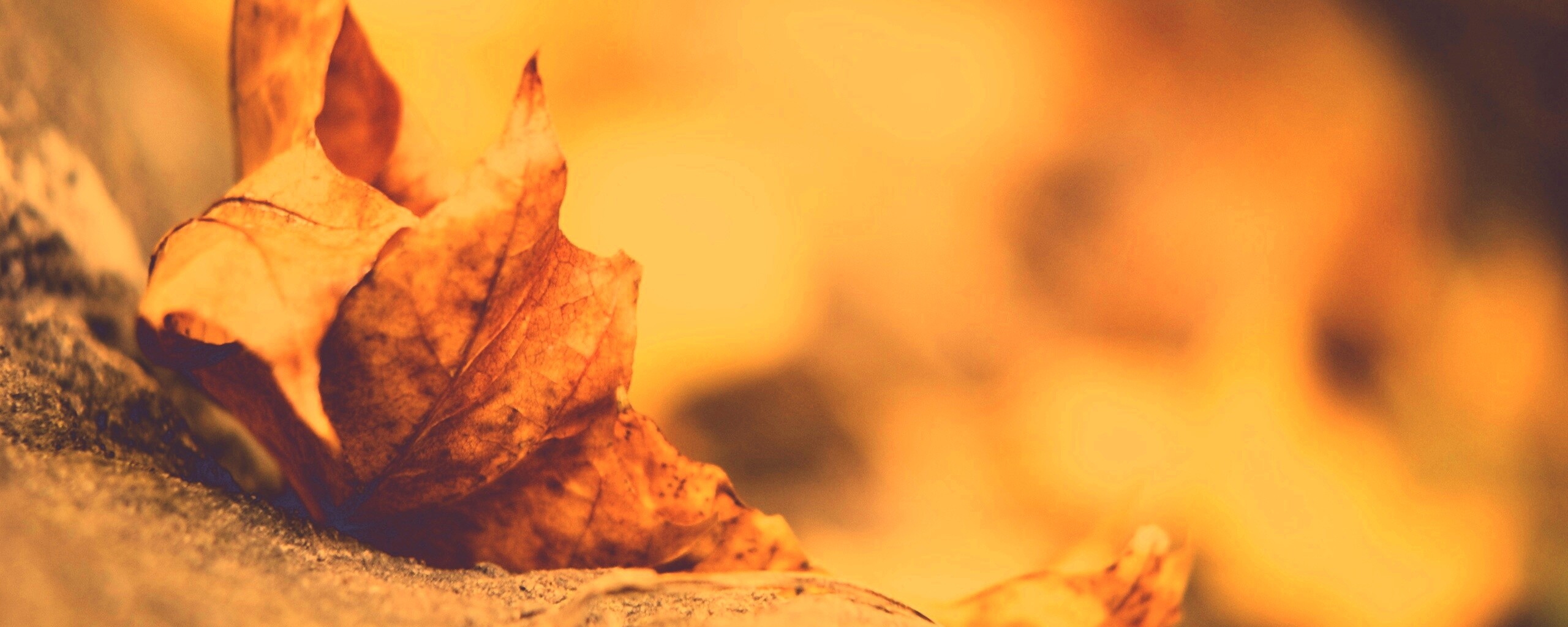 Пламенеющий осенний лист обои