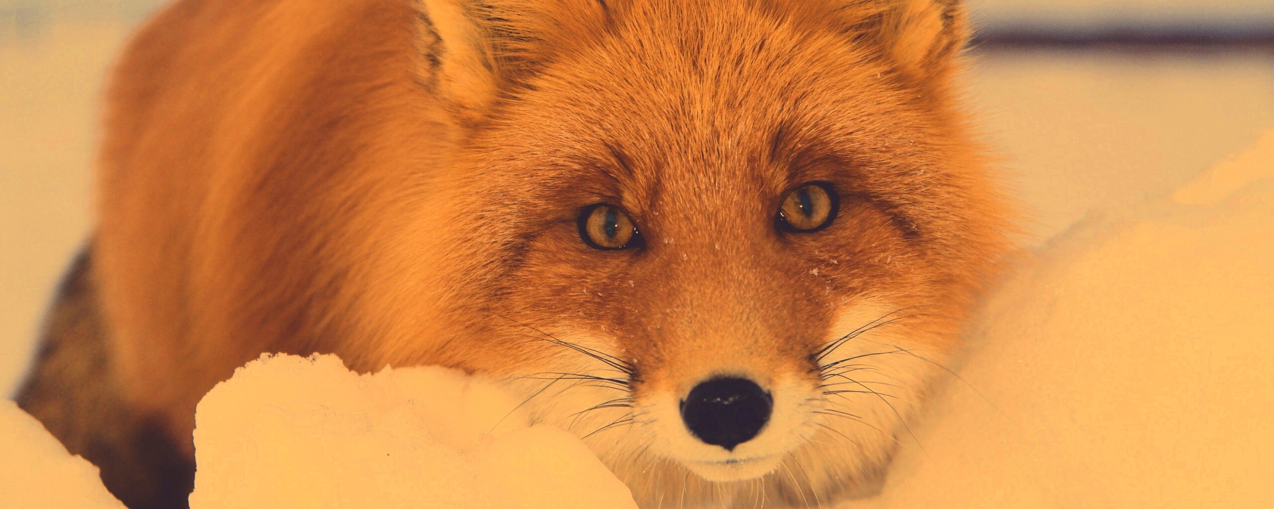 Рыжая лиса в снегу обои