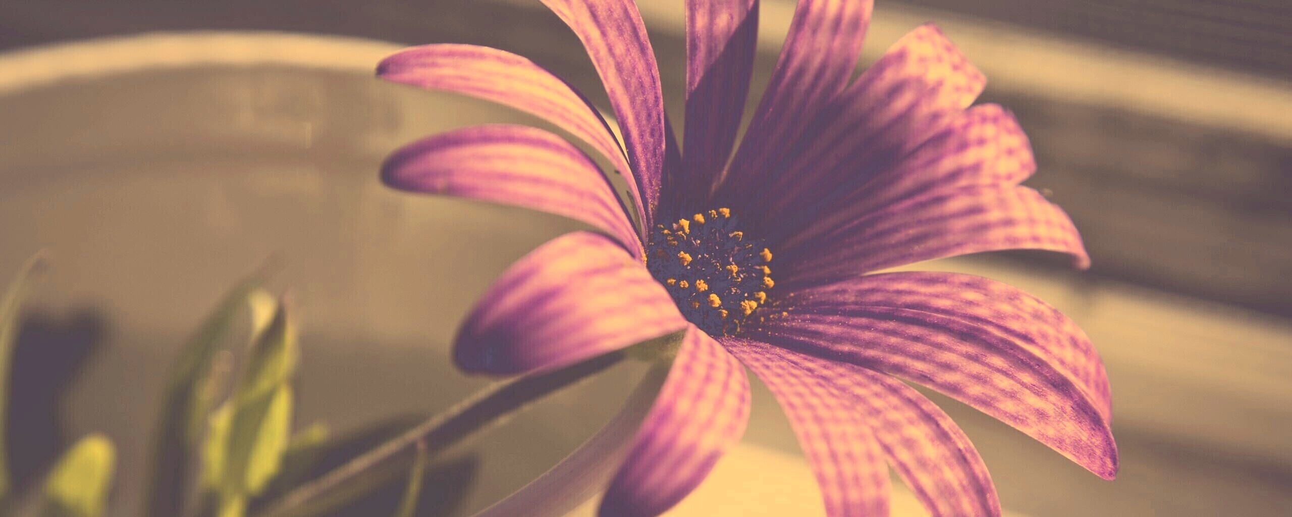 Сиреневый цветок в стакане обои