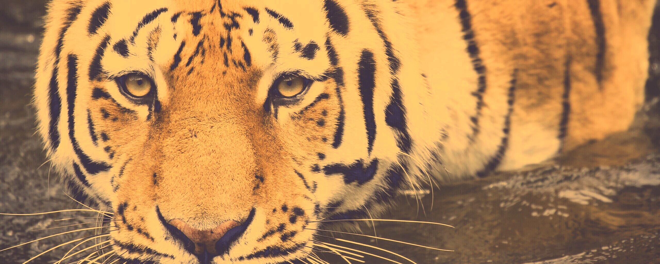 Купание тигра обои