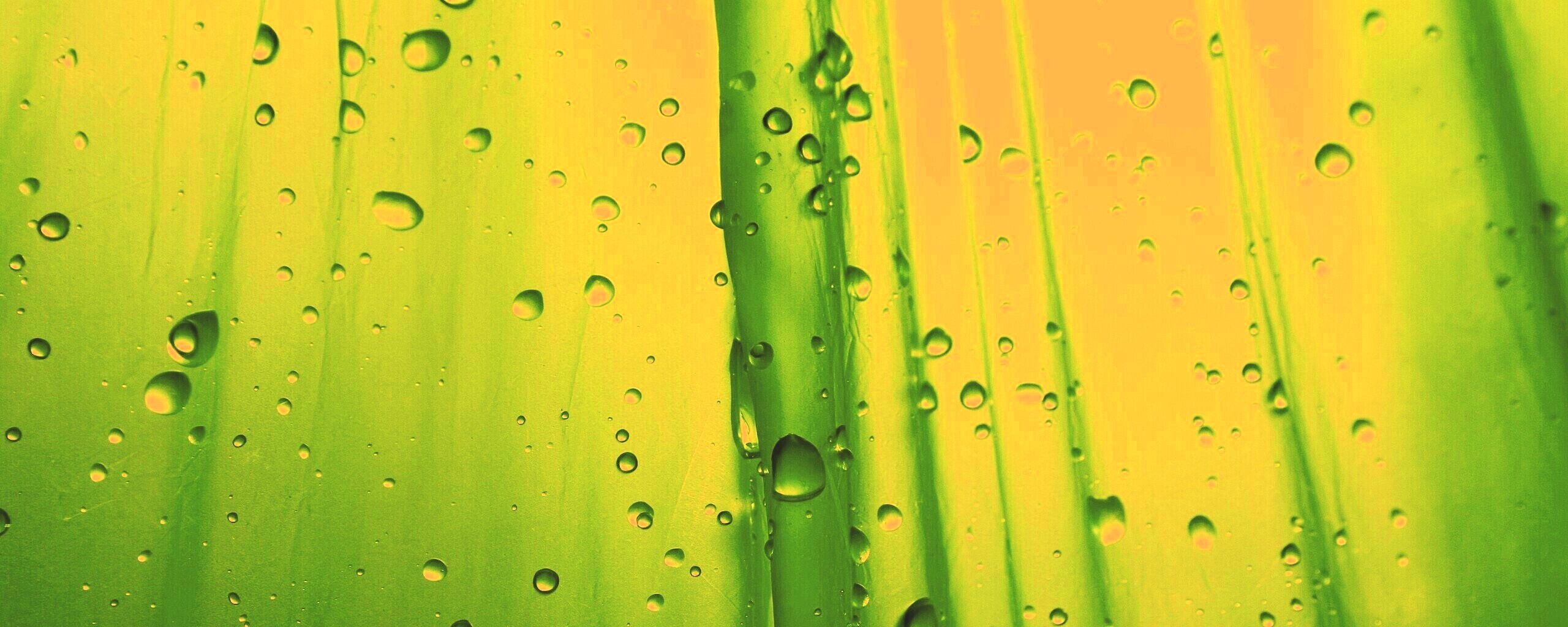 Капли на зеленом пластике обои