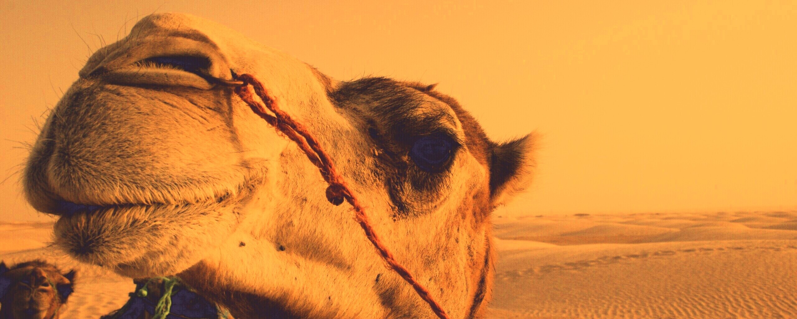 Верблюд обои