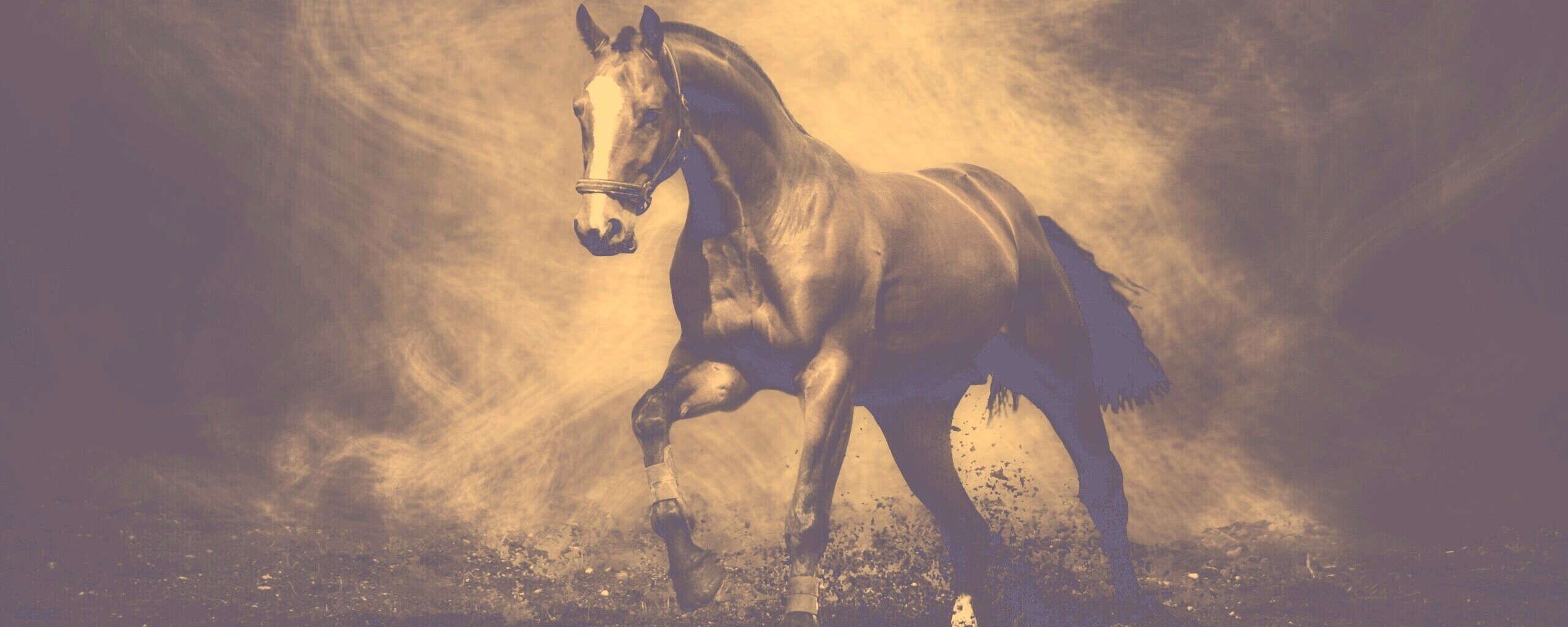 Лошадь обои