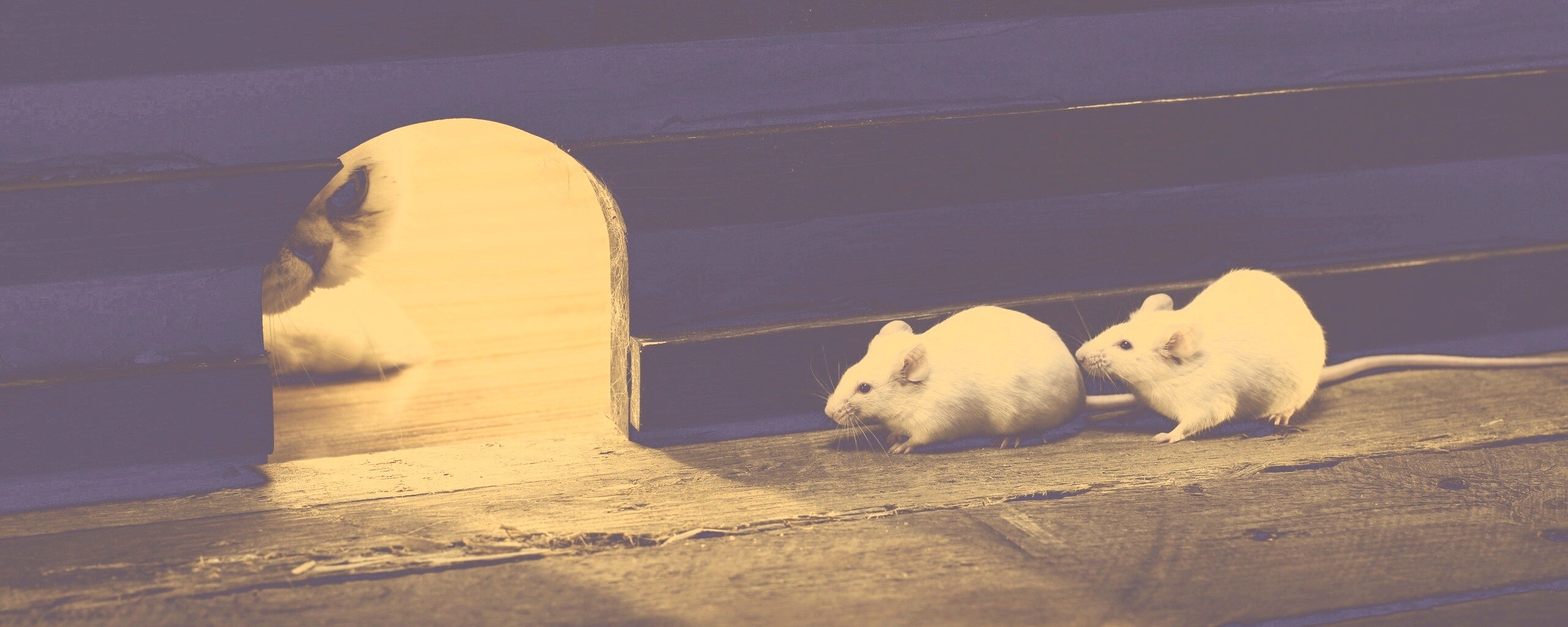 Кошки - мышки обои