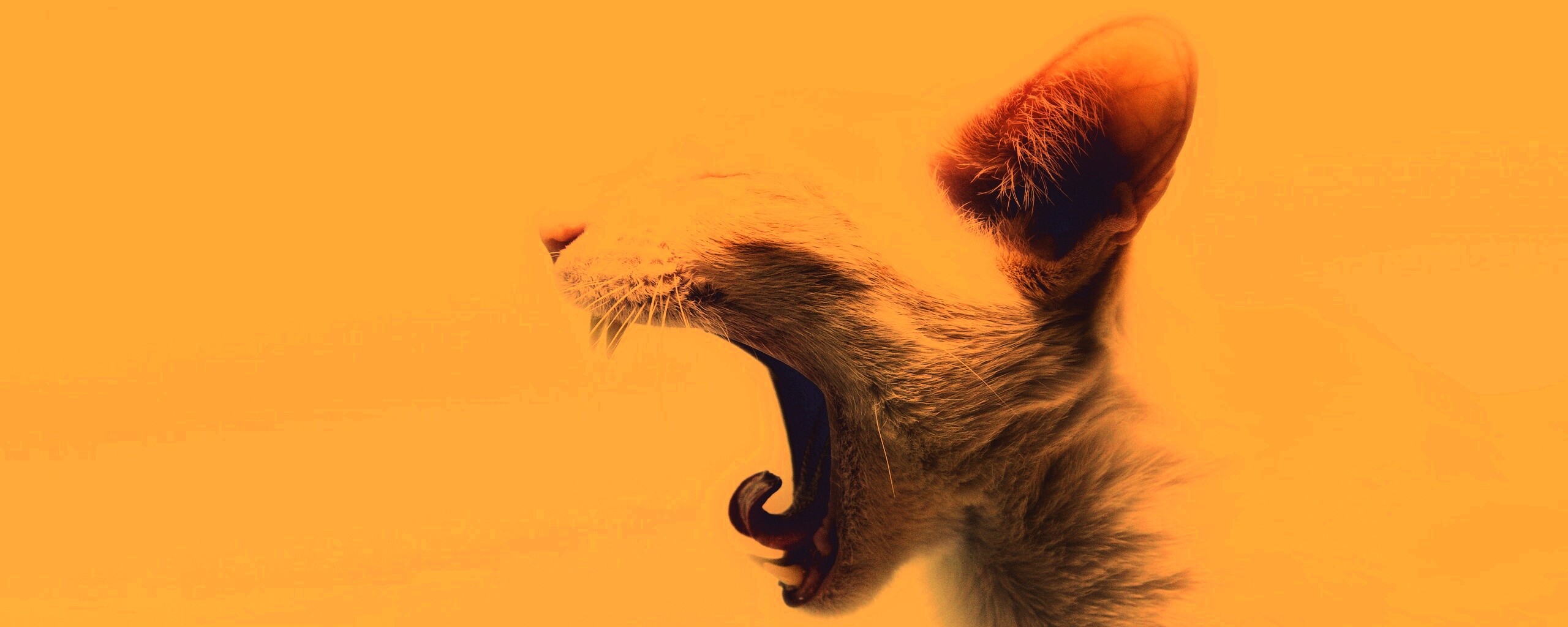 Кошака-зевака обои