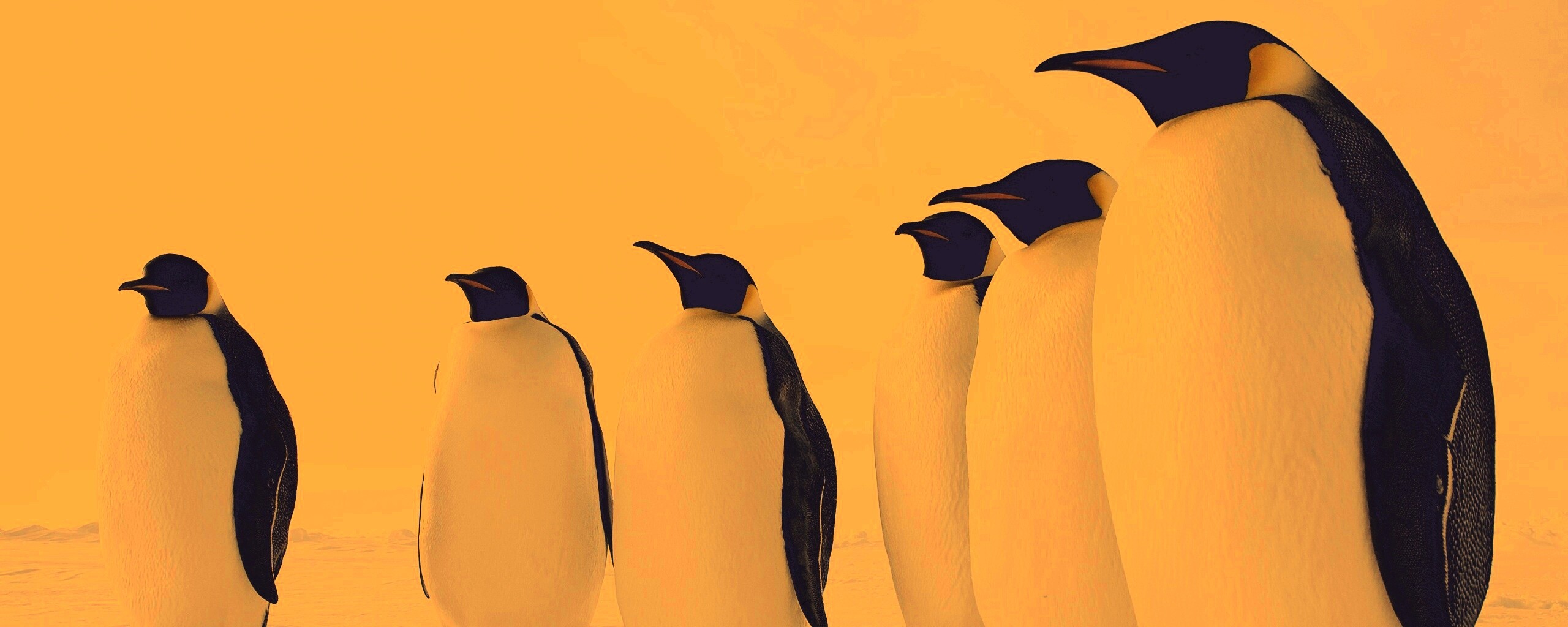 Слет пингвинов обои