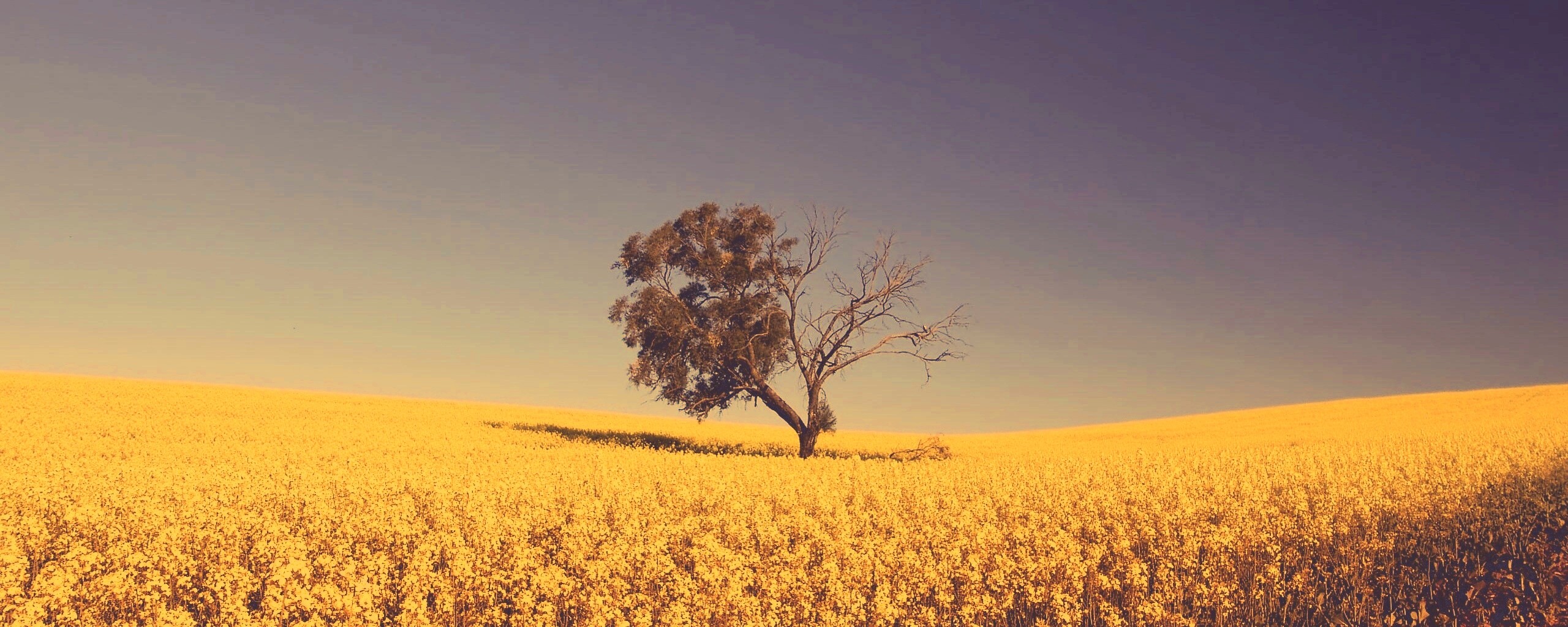 Дерево в поле обои