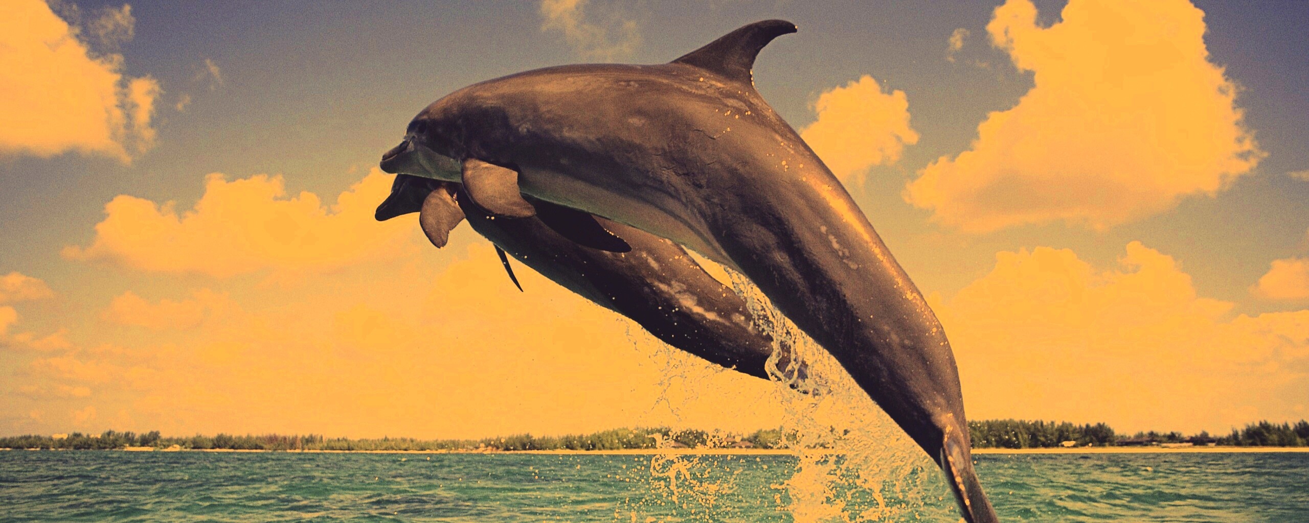 Дельфины обои