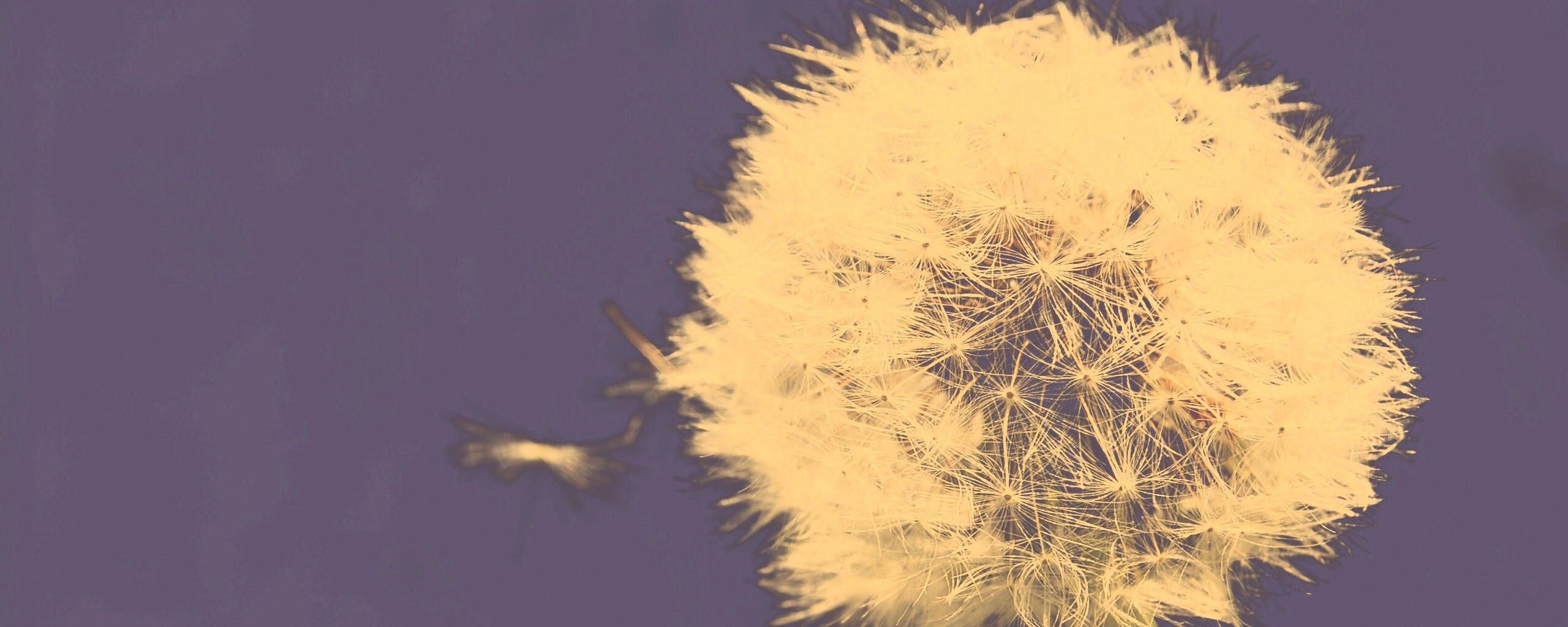 Одуванчик обои