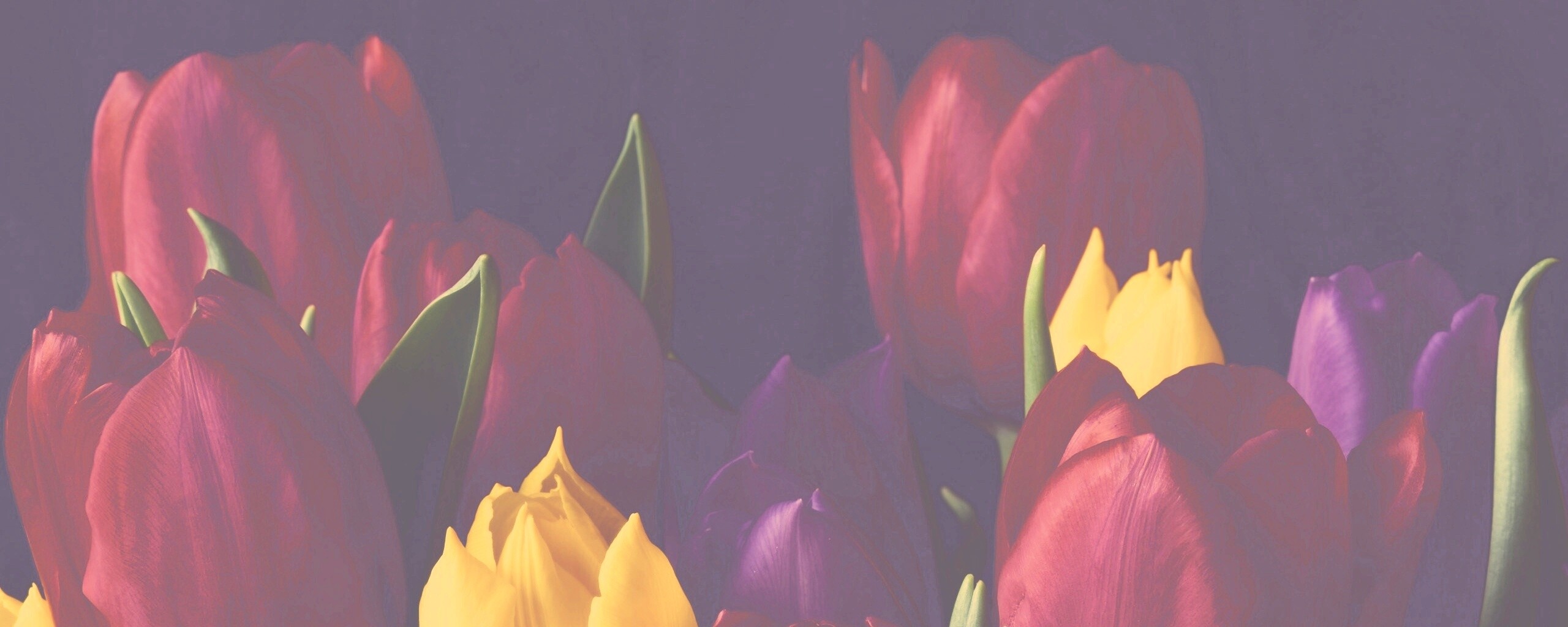 Тюльпаны обои