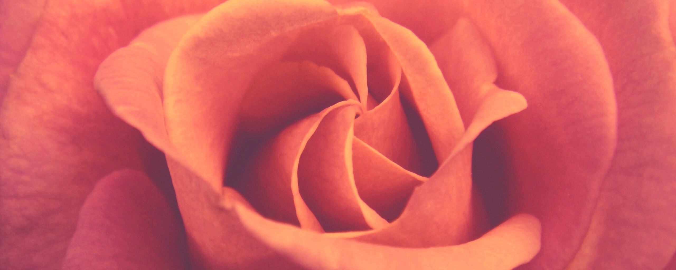 Идеальная роза обои