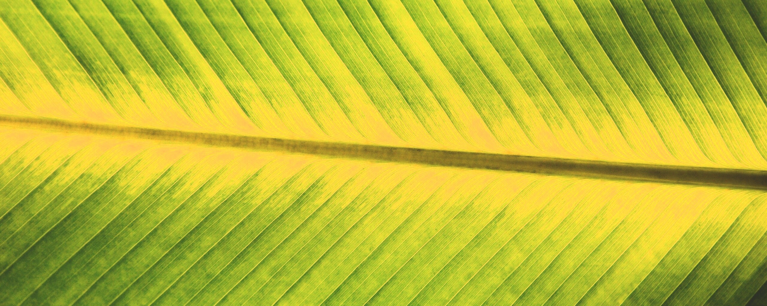 Пальмовый лист на солнце обои