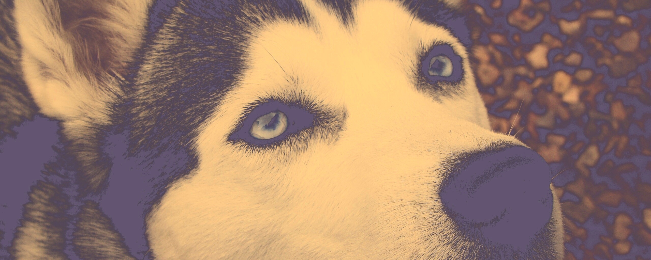 Собака хаски обои