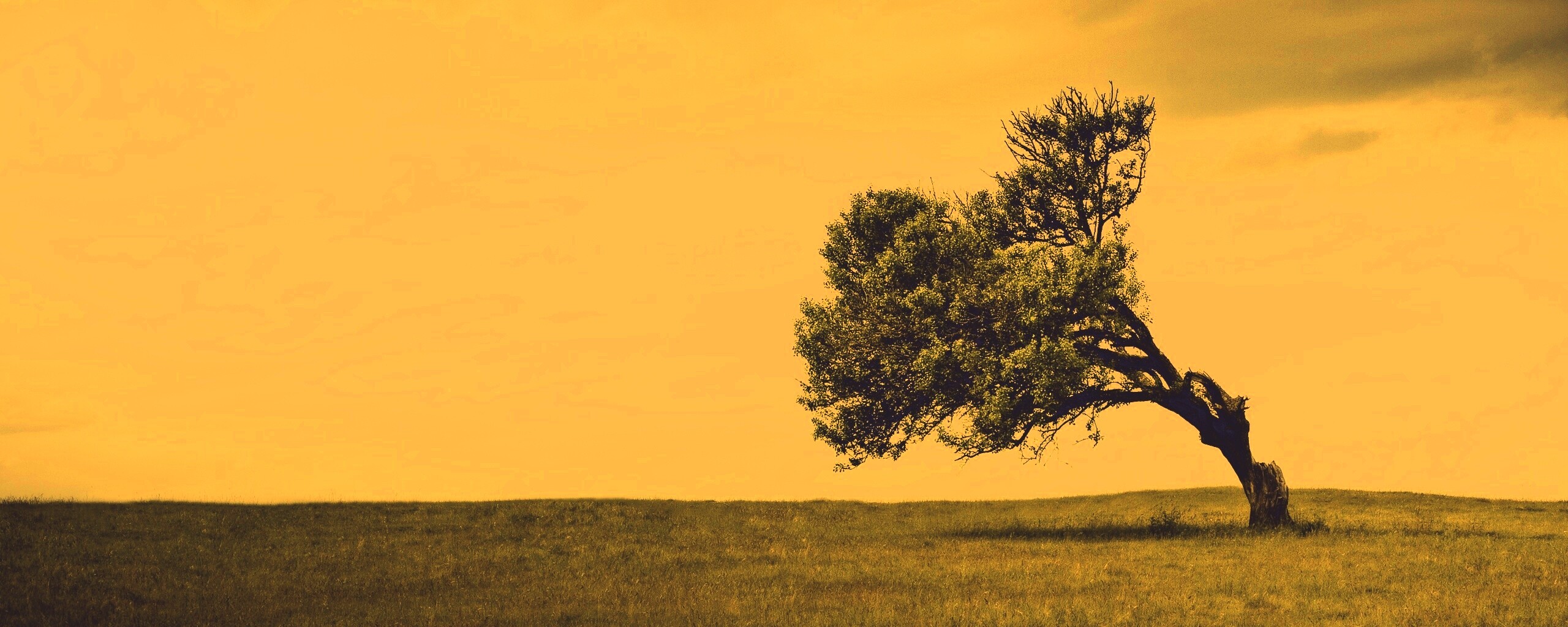 Склоненное дерево обои