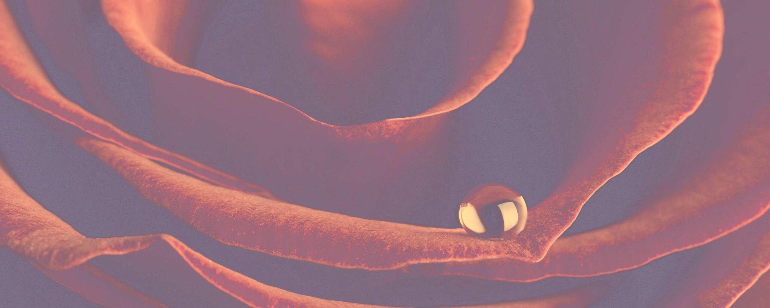 Капля воды на лепестке розы обои