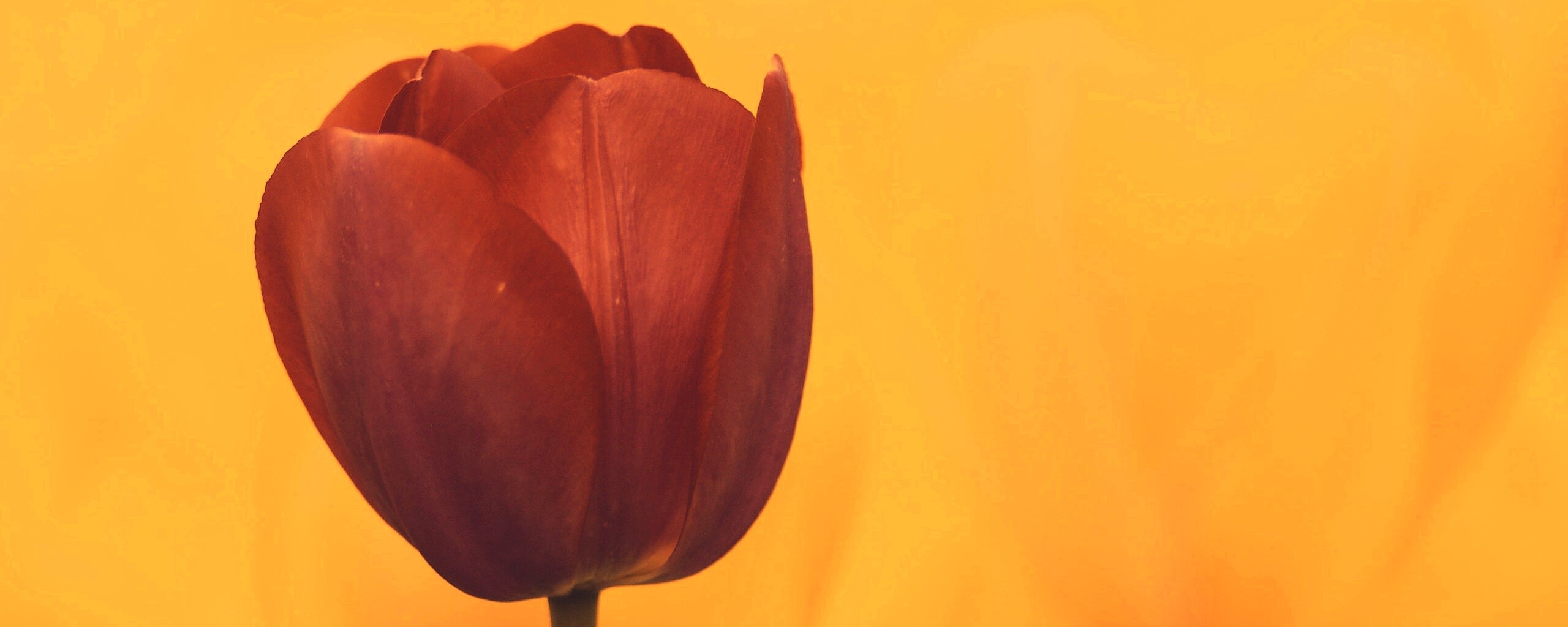 Красный тюльпан обои