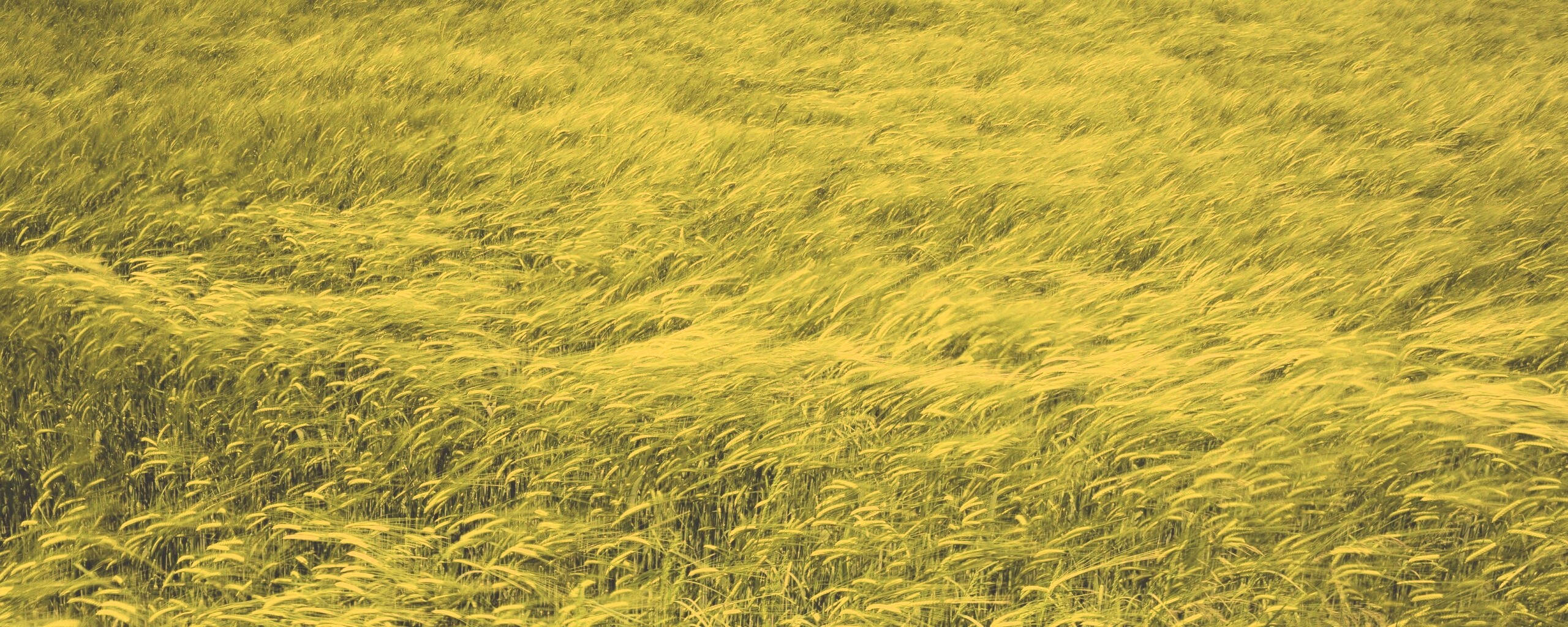 Колышущаяся трава обои