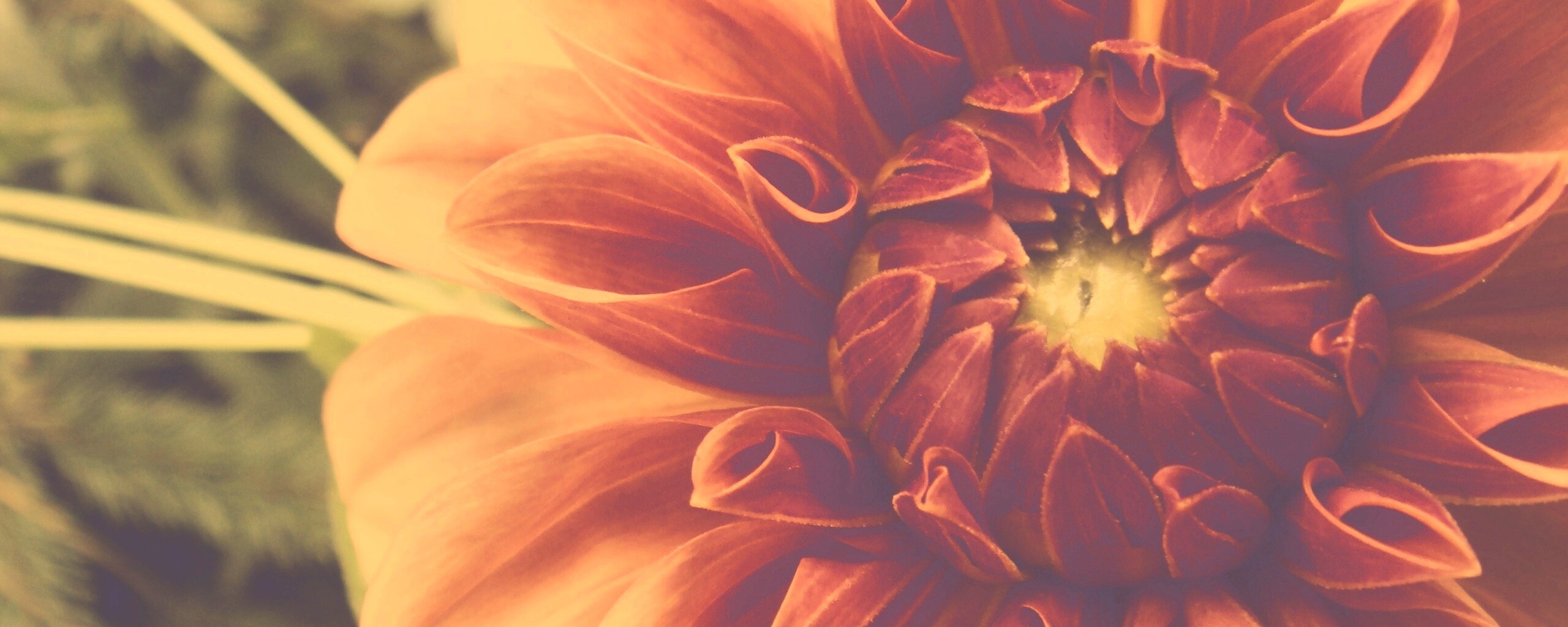 Аленький цветочек обои