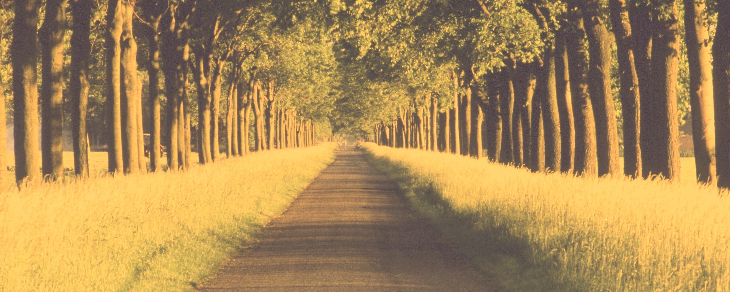 Живописная аллея обои