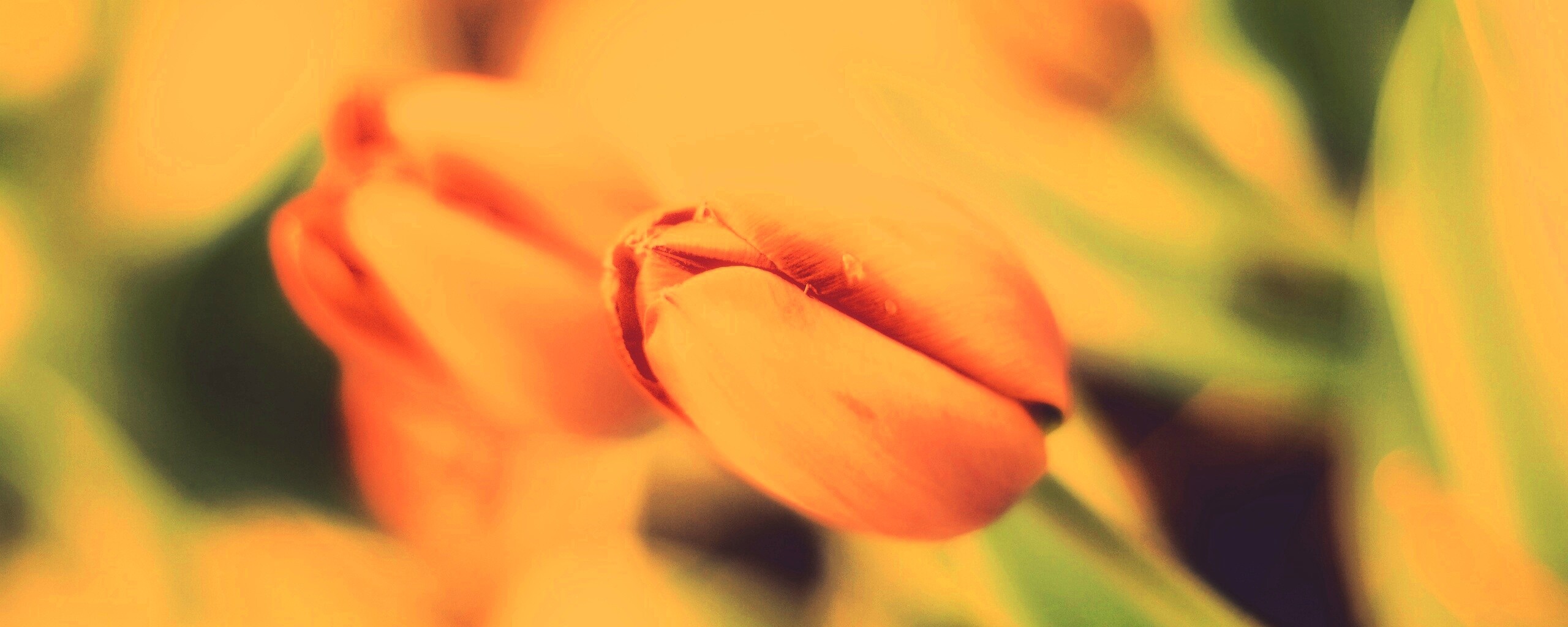 Красивый тюльпан обои