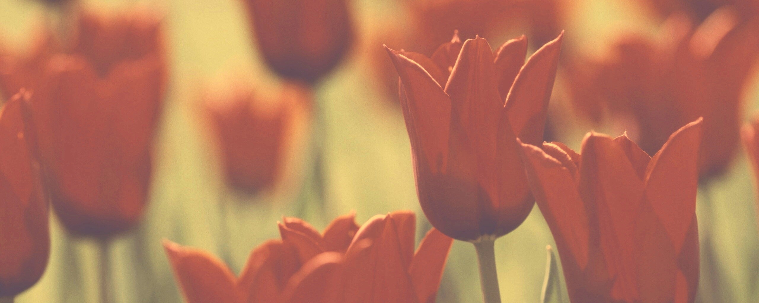 Красные цветы обои