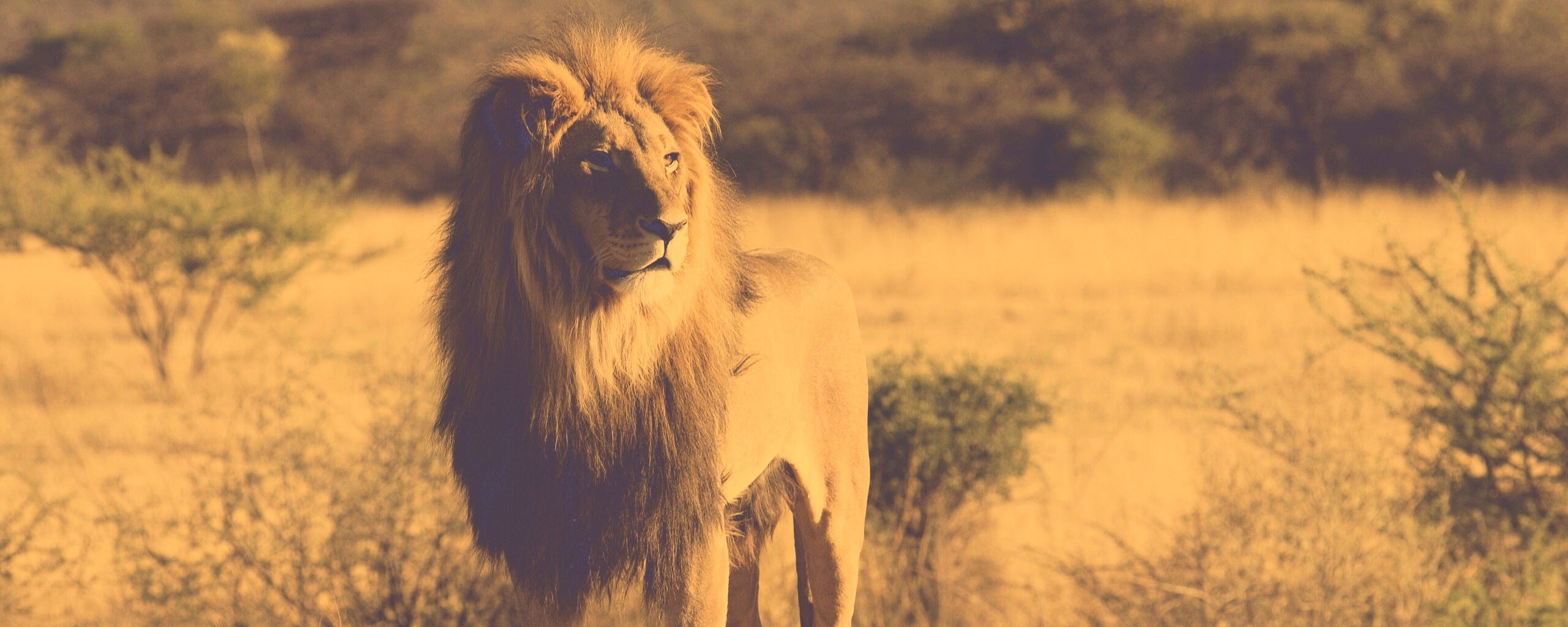 Царь зверей обои