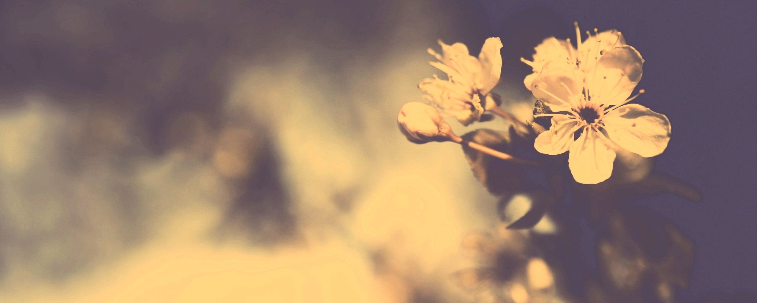 Цветок вишни обои