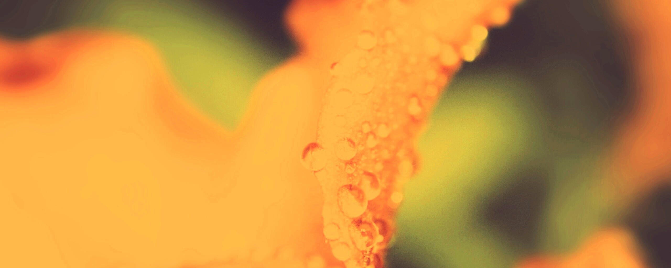 Капли росы на лепестке обои