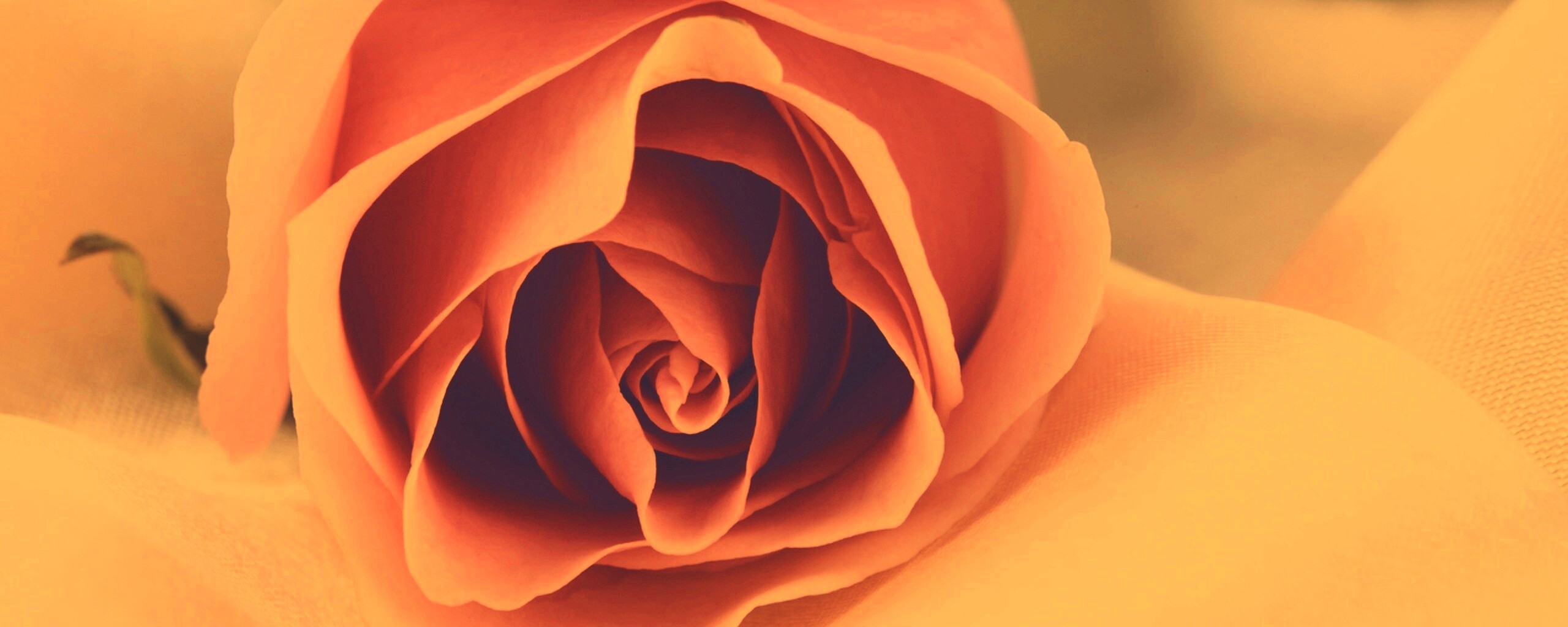 Нежная роза обои