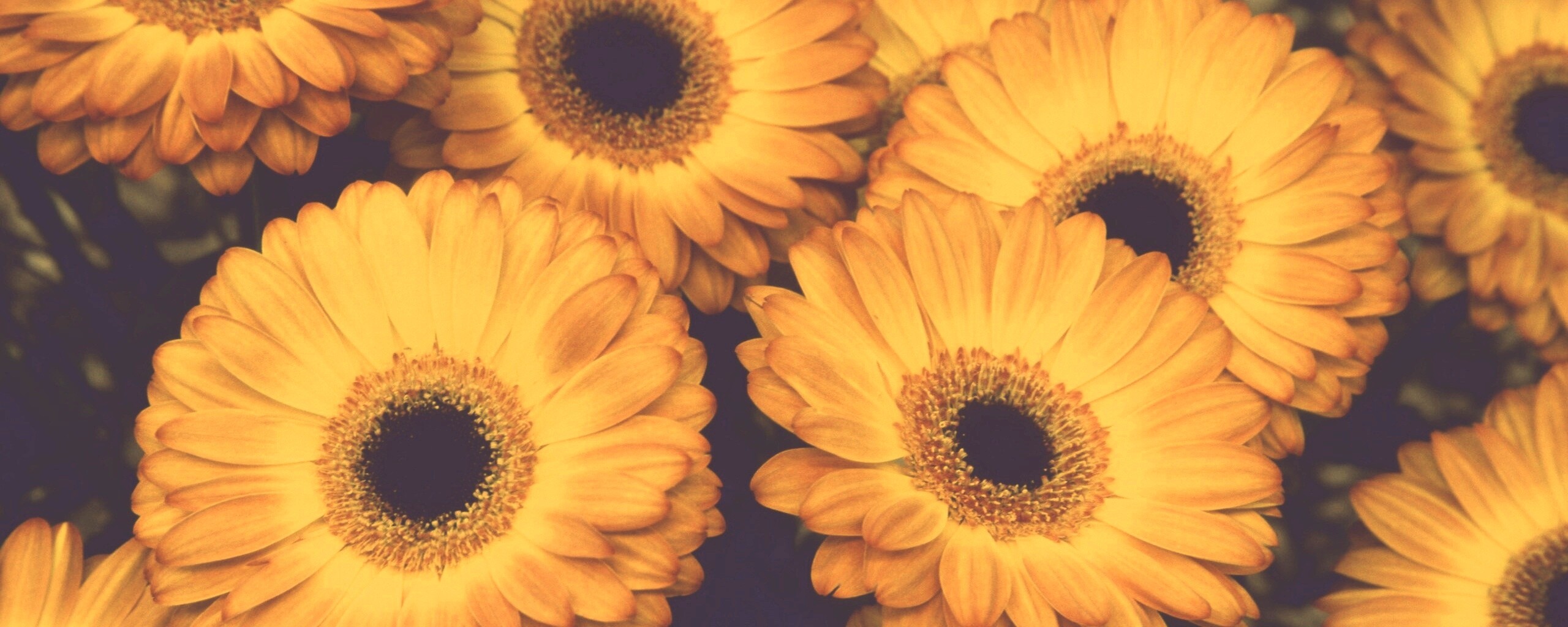 Желтые герберы обои