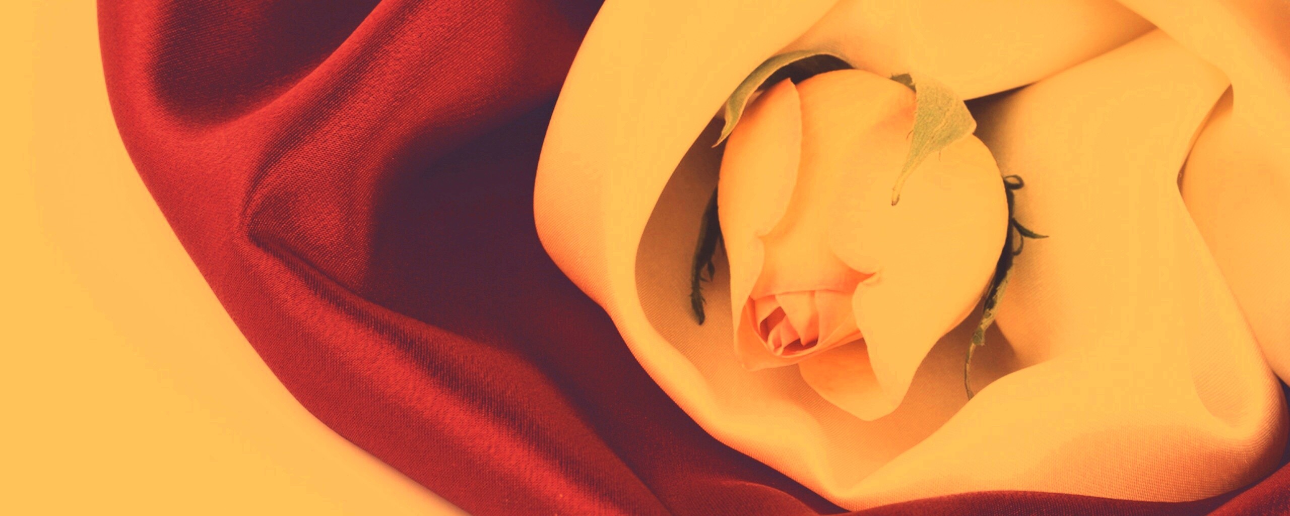 Нераспустившийся цветок розы в шелке обои