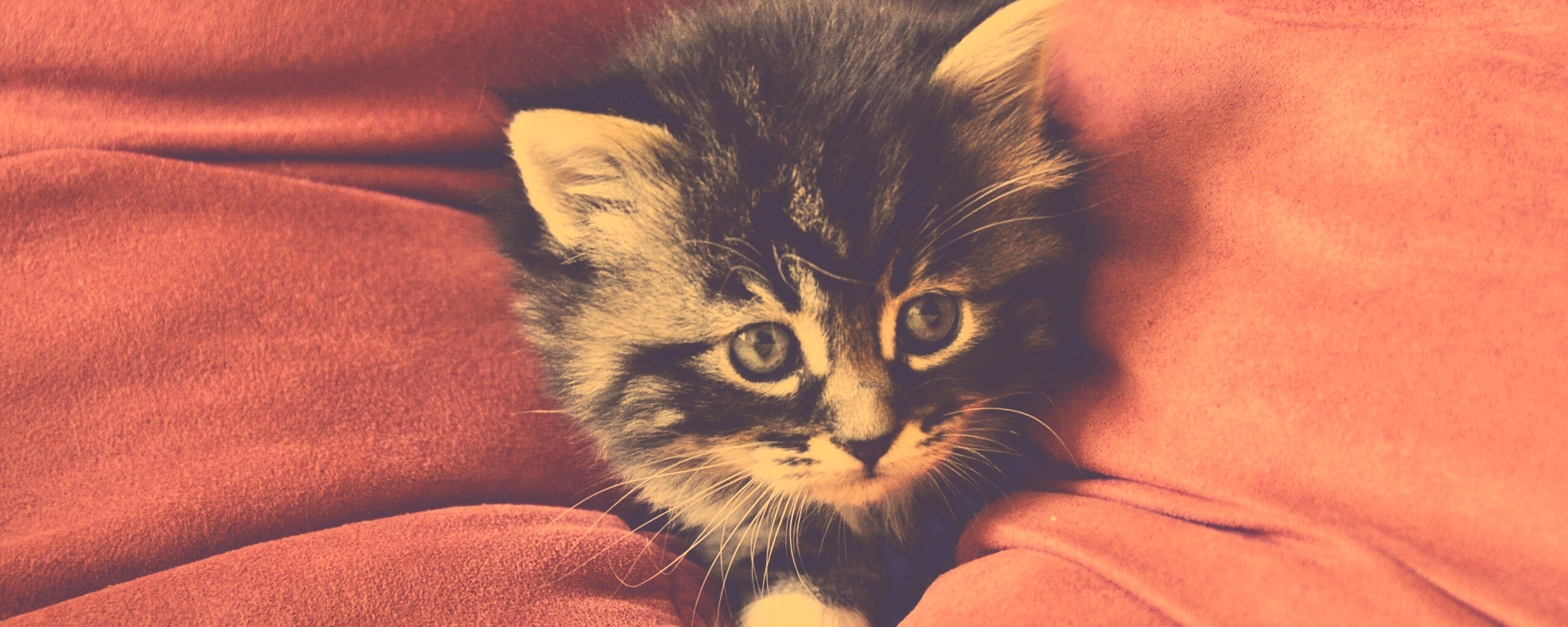 Котенок в подушках обои