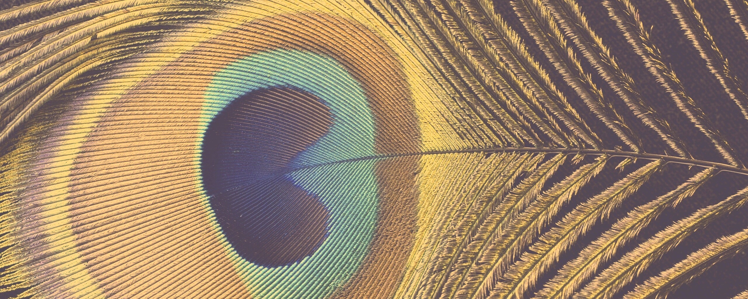 Перо павлина обои