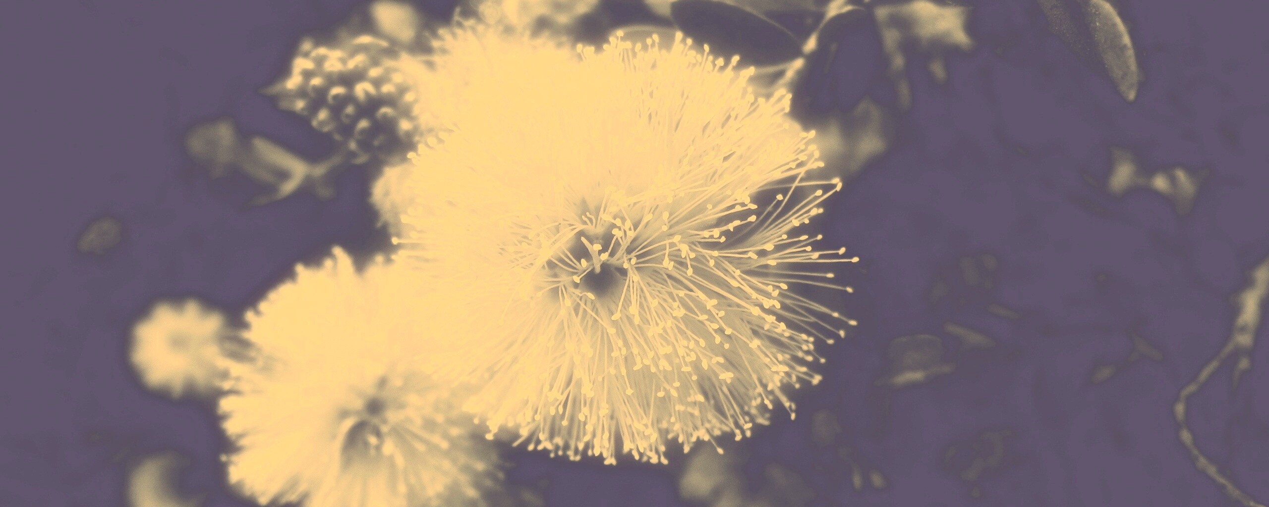 Сказочный цветок обои