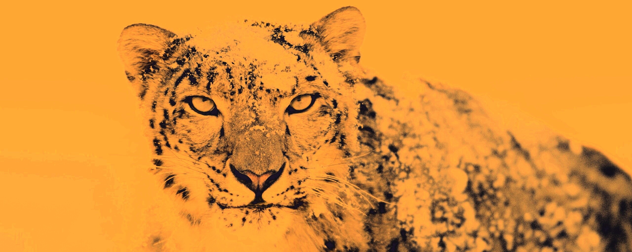 Снежный леопард обои