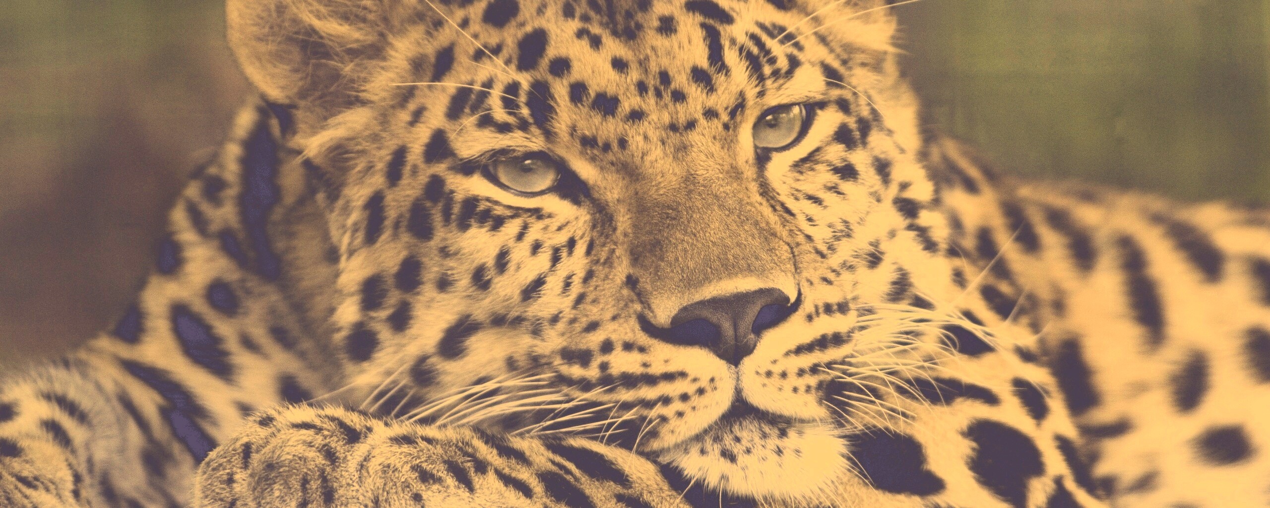 Злопасный ягуляр обои