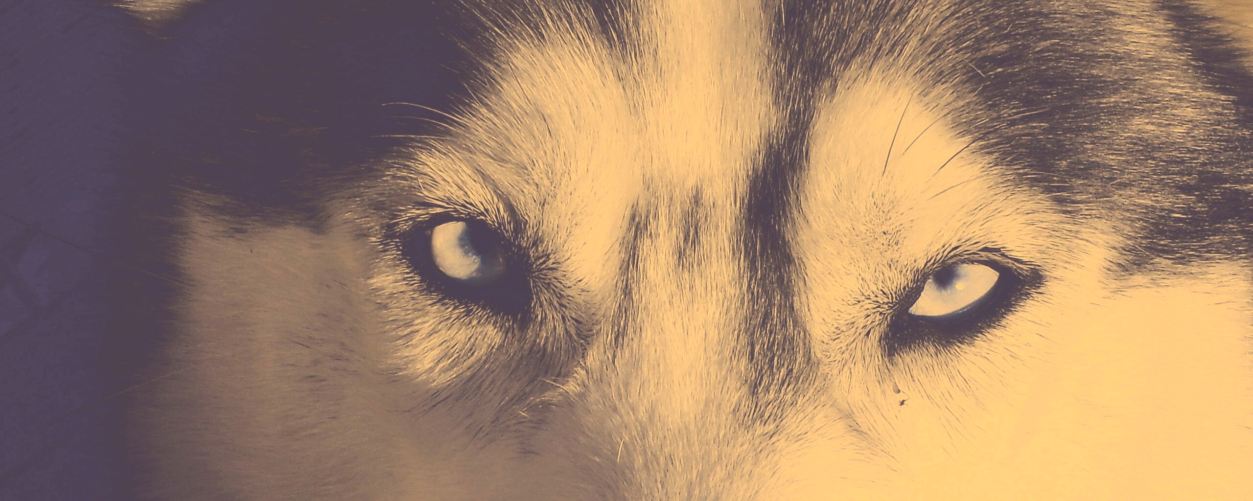 Собака с голубыми глазами обои