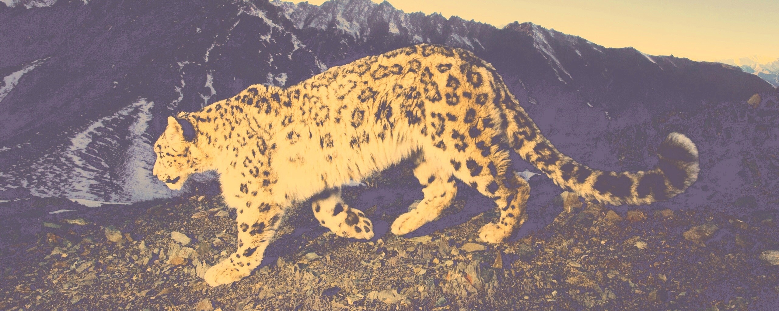 Леопард обои