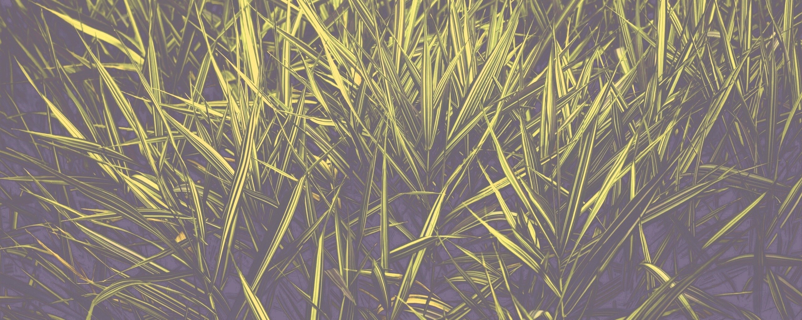 Дикая трава обои