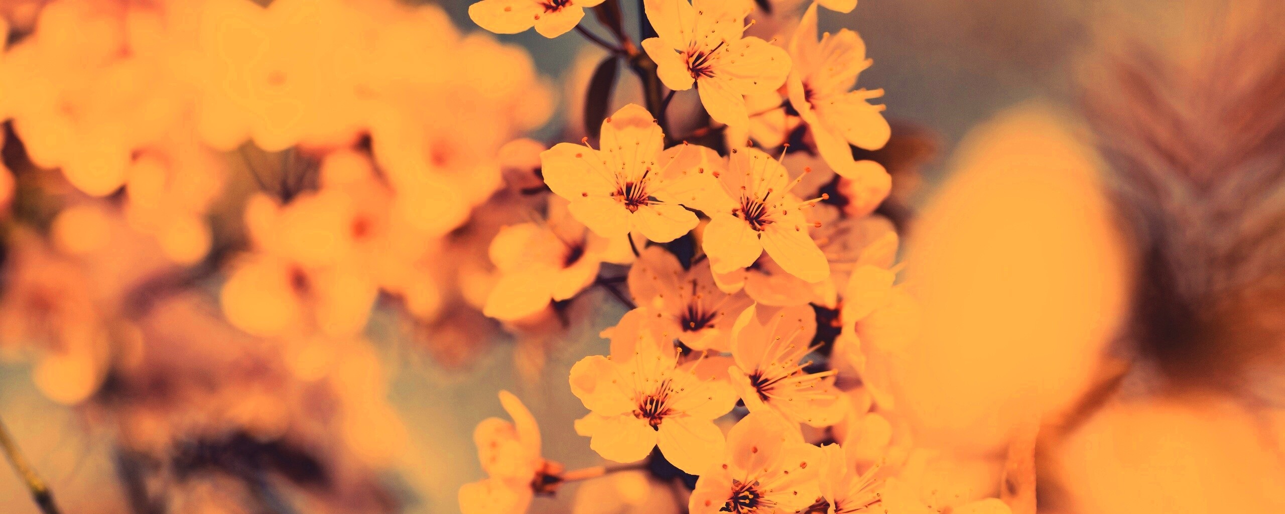 Цветение вишни обои