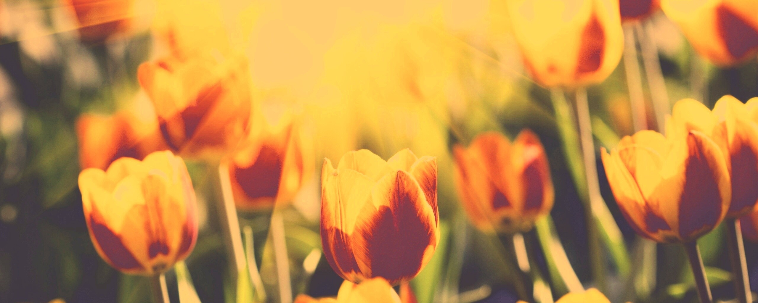 Солнечные тюльпаны обои