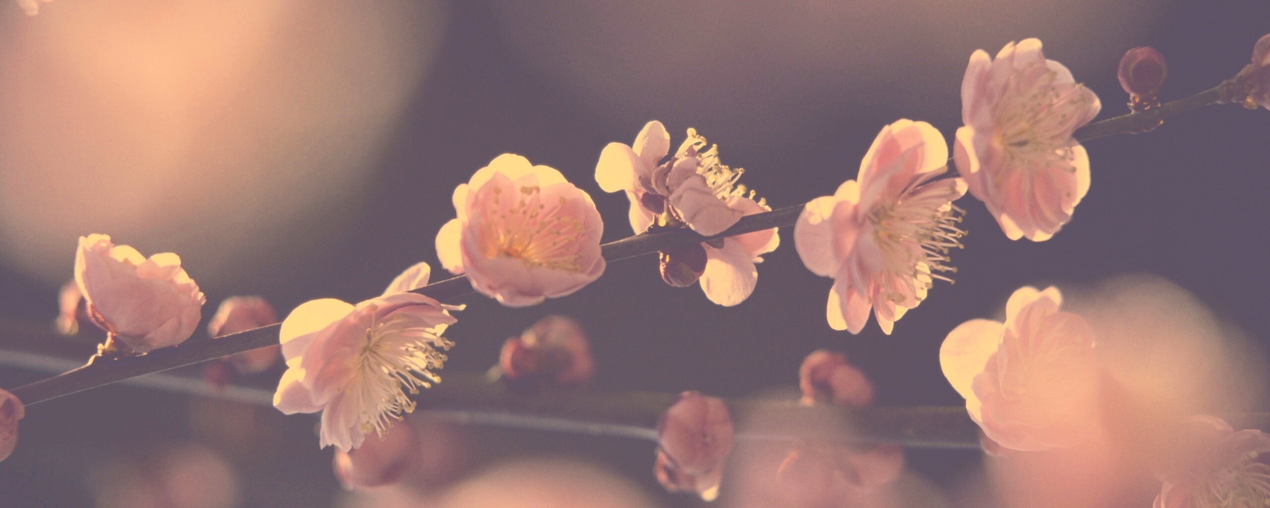 Цветущая вишня обои